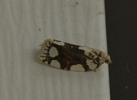 White-spotted Leafroller